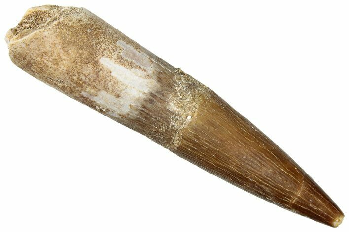 Fossil Plesiosaur (Zarafasaura) Tooth - Morocco #296365